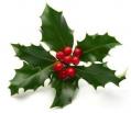 holly1 holly1